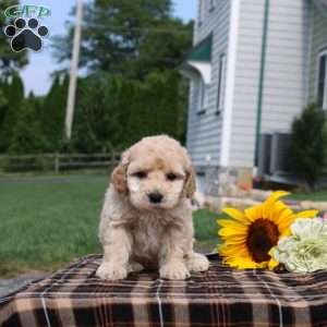 Benson, Mini Goldendoodle Puppy